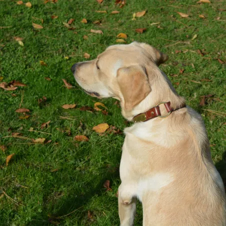 Collier cuir noisette gravé - 4 tailles disponibles