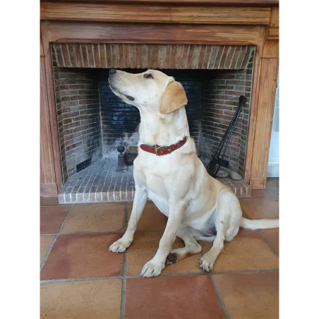 Collier cuir noisette gravé - 4 tailles disponibles