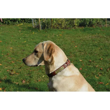 Collier cuir noisette gravé - 4 tailles disponibles