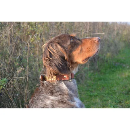 Collier cuir noisette gravé - 4 tailles disponibles