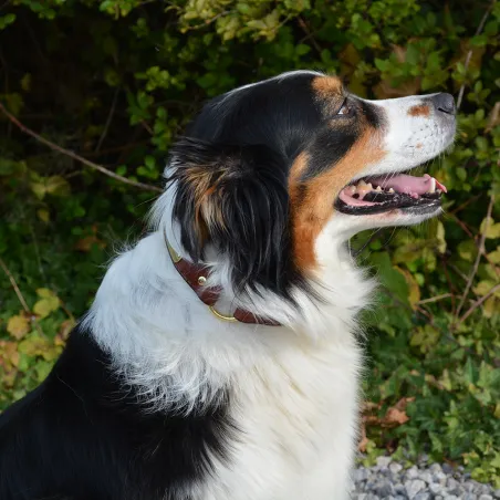 Collier cuir noisette gravé - 4 tailles disponibles