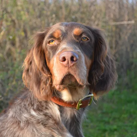 Collier cuir noisette gravé - 4 tailles disponibles