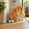 Gamelle chien inox antidérapante - 200 à 2800 ml