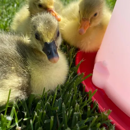 Abreuvoir siphoïde 10 L en plastique pour volailles