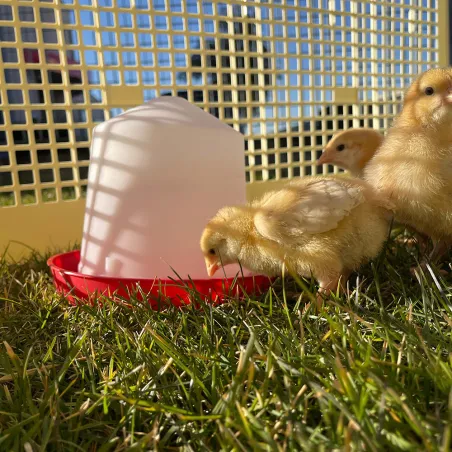 Abreuvoir siphoïde 10 L en plastique pour volailles