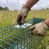 10 cages renard robustes 140x35cm - piégeage prédateurs