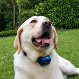 Collier Canicalm anti-aboiements pour gros chiens