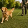 Longe 15m x 20mm verte pour chien - Liberté sécurisée