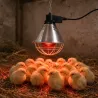 Éleveuse électrique 175W pour poussins et jeunes animaux