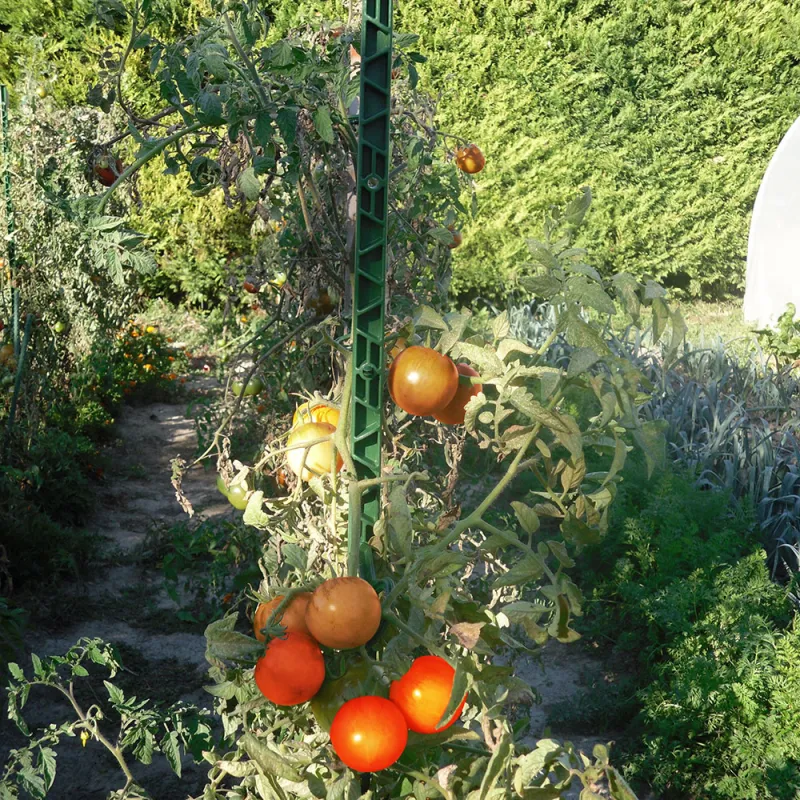 Tuteur vert 150 cm pour plantes et tomates
