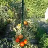 Tuteur vert 150 cm pour plantes et tomates