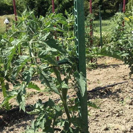 Tuteur vert 150 cm pour plantes et tomates