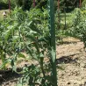 Tuteur vert 150 cm pour plantes et tomates