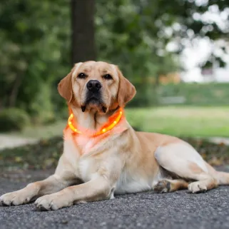 Collier LED jaune USB pour chien - Visible à 500m