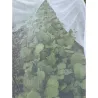 Filet protecteur anti-insectes pour cultures fruitières