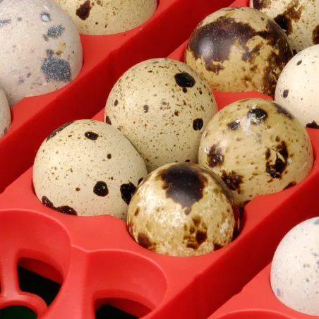 Couveuse 24 œufs Biomaster Egg Tech 24 automatique