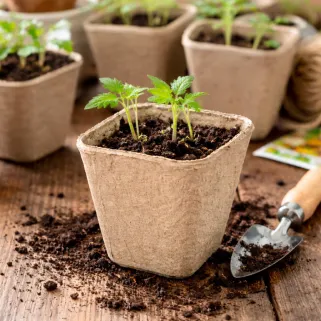 Pots biodégradables carrés 8 cm - Lot de 24 pour semis