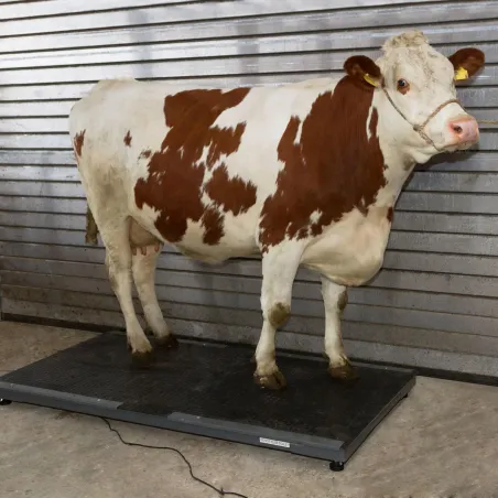 Balance pro 500 kg - Précision 200 g pour animaux