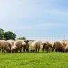 Filet électrifiable pour moutons - 0,90 m x 50 m