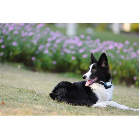 Collier Canicalm anti-aboiements pour gros chiens