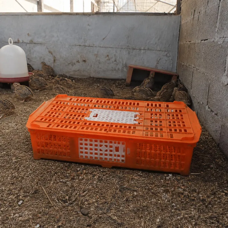 Cage transport volailles 67x45x15 cm - Confort & Sécurité