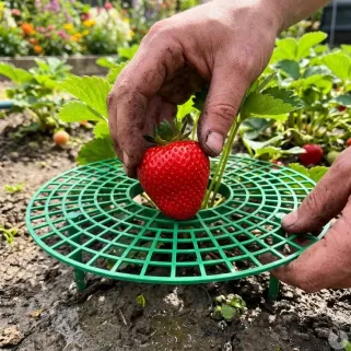 Lot de 5 supports pour fraisiers en plastique