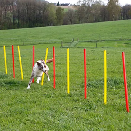 Kit agilité chien 3-en-1 : anneau, barre et slalom réglables
