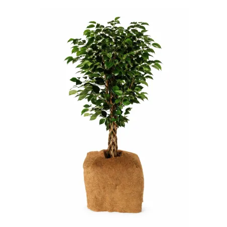 Lot de 3 paillis coco 38 cm - naturel et biodégradable