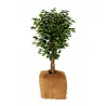 Lot de 3 paillis coco 38 cm - naturel et biodégradable
