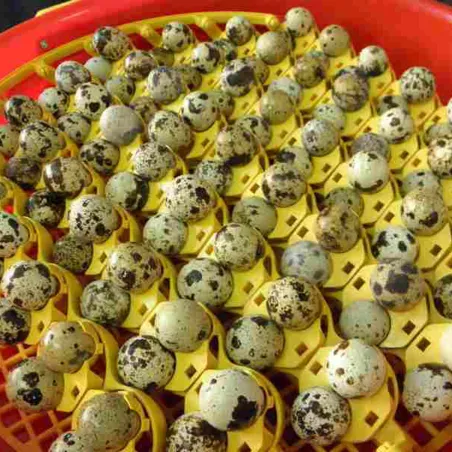 Adaptateurs pour œufs de caille - Lot de 51 pièces