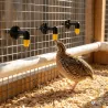 10 pipettes d'abreuvement volailles OLBA | Ducatillon