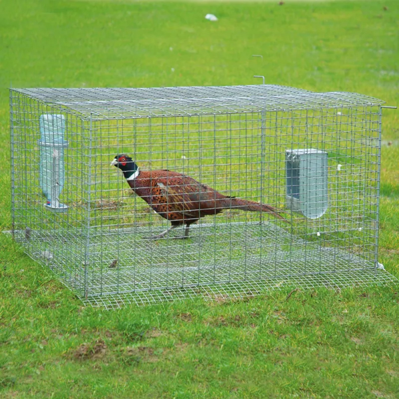 Cage pré-lâcher pliable vert 100x100x50 cm galvanisée