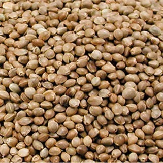 Graines de chanvre pour une alimentation équilibrée