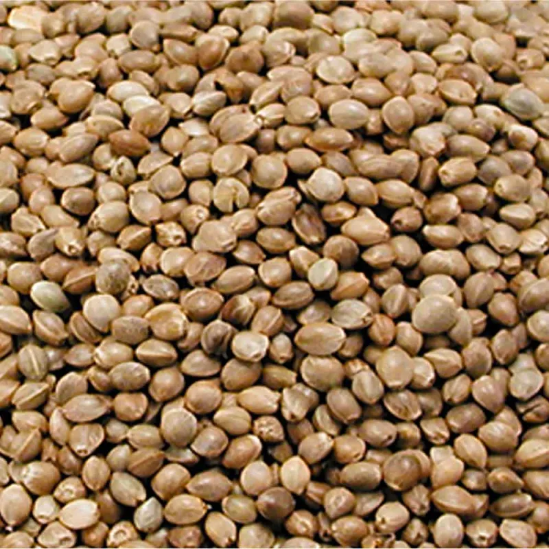 Graines de chanvre pour une alimentation équilibrée