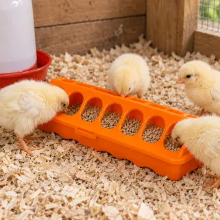 Mangeoire linéaire à trous plastique 20 cm poussins et cailles - Orange GAUN