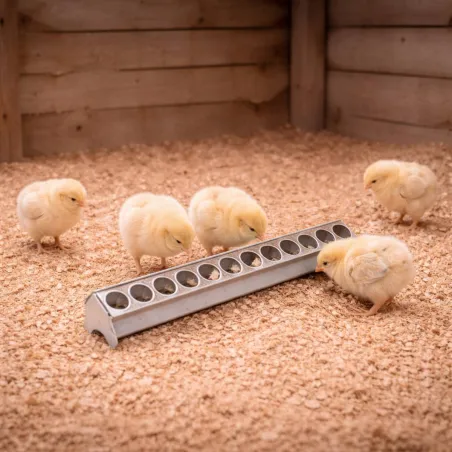 Mangeoire galvanisée 50 cm pour poussins à trous