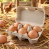 124 boîtes à œufs en carton 2x6 séparables pour volailles