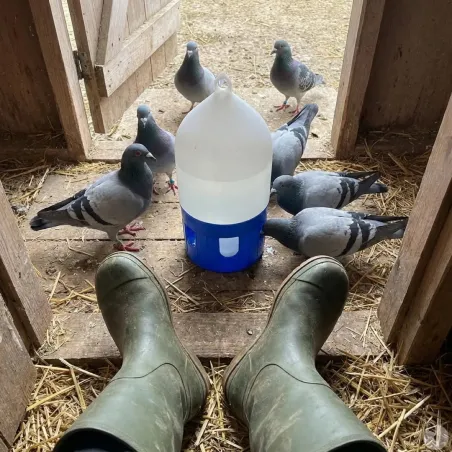 Abreuvoir siphoïde pour pigeons 5L avec poignée