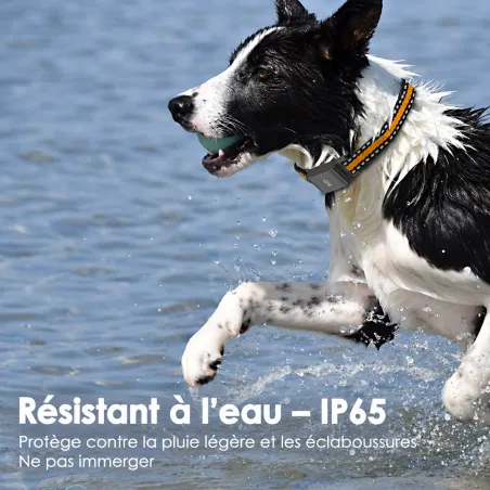 Collier traceur GPS 4G pour animaux chien - IP65 - Application gratuite