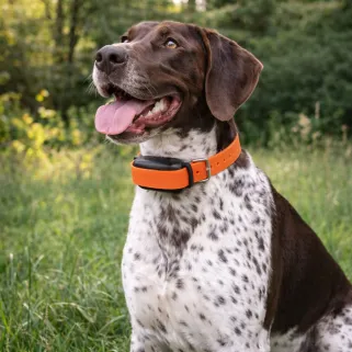 Collier de dressage ProHunt 600 m étanche et rechargeable