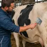 Étrille zinguée rectangulaire pour le soin des bovins