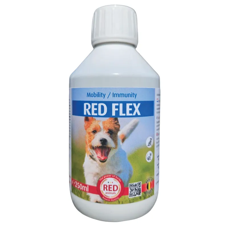 Solution naturelle anti-rhumatismes pour chiens