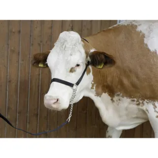 Licol bovin noir avec longe nylon et gourmette chaîne