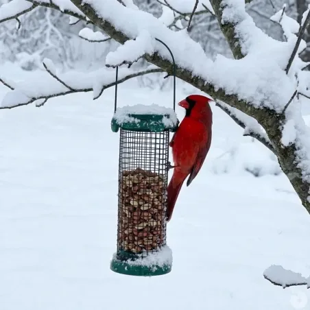 Distributeur de graines métal Ø9x20cm pour oiseaux