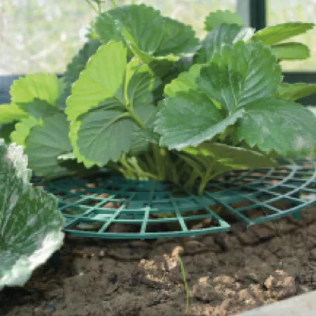 Lot de 5 supports pour fraisiers en plastique