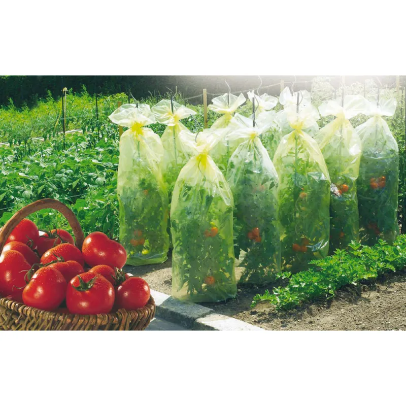 Gaine forçage jaune anti-UV pour tomates et légumes