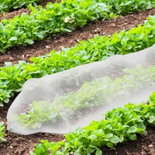 Tunnel 3m pour potager - Croissance optimale