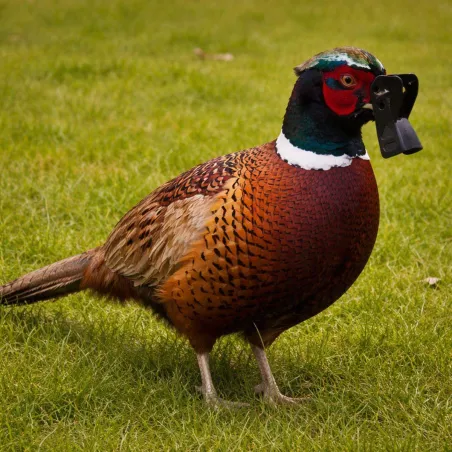 Lot de 5 antipicages Speed-bec grand modèle pour faisans