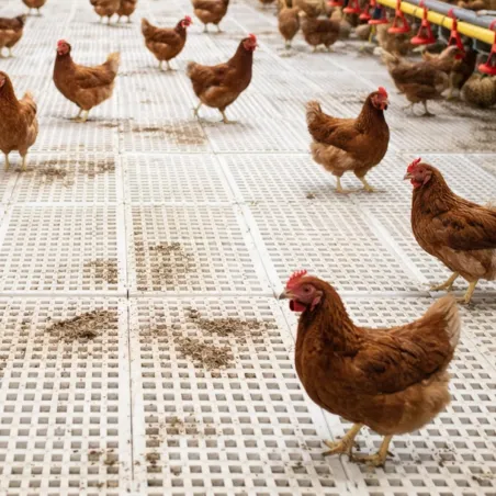 Lot de 4 caillebotis 50x100 cm maille 20x20 mm blanc