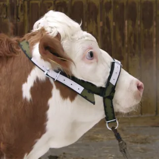 Licol cuir bovins - réglable et ultra-résistant 55cm